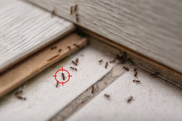 Best Pest Control Near Me  in St Johns, AZ