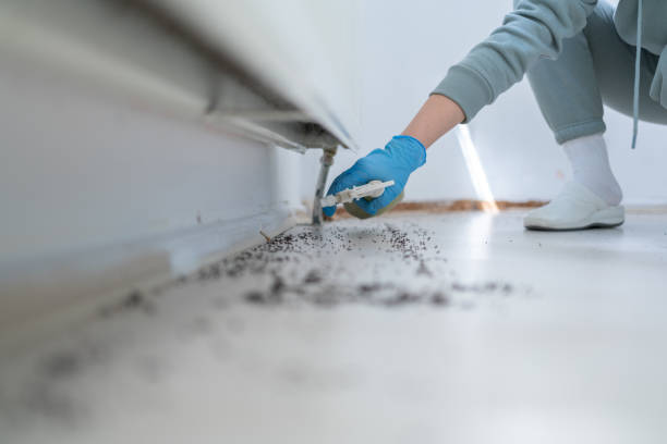 Reliable St Johns, AZ Pest Control Solutions